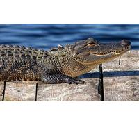 OZLHSP puzles de 500 Piezas Adulto Cocodrilos Caimán Animal 52x38cm