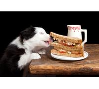 OZLHSP puzles de 500 Piezas Animales Border Collie Sándwich 52x38cm