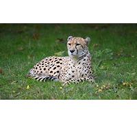 OZLHSP puzles de 500 Piezas Guepardos Animales 52x38cm