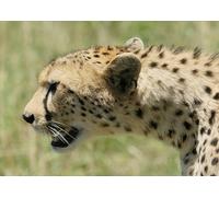 OZLHSP puzles de 500 Piezas Guepardos Grandes felinos Animales 52x38cm