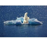 OZLHSP puzles de 500 Piezas Osos Animales 52x38cm