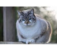 OZLHSP puzles niños 500 Piezas Animales Gatos 52x38cm