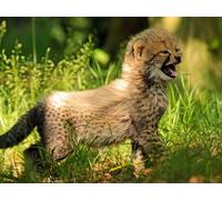 OZLHSP puzles niños 500 Piezas guepardos 52x38cm