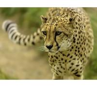 OZLHSP puzles niños 500 Piezas Guepardos Animales Grandes 52x38cm