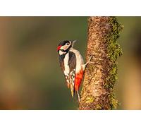 OZLHSP puzles niños 500 Piezas Pájaros carpinteros Animales 52x38cm