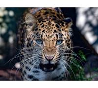 OZLHSP puzles para Adultos 1000 Piezas Leopardos Grandes Felinos Animales 75x50cm