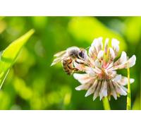 OZLHSP puzles para Adultos 500 Piezas Abejas Animales 52x38cm