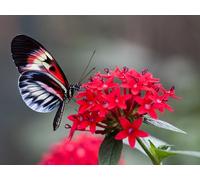 OZLHSP puzles para Adultos 500 Piezas Mariposas Animales 52x38cm
