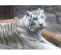 OZLHSP puzz 3D Puzzle 500 Piezas Tigres Animales Grandes 52x38cm