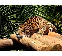 OZLHSP Puzzle 1000 Jaguares Grandes Felinos Animales 75x50cm