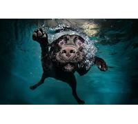 OZLHSP Puzzle 1000 Piezas Animales Retriever Nada 75x50cm