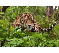 OZLHSP Puzzle 1000 Piezas Jaguares Grandes Felinos Animales 75x50cm
