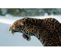 OZLHSP Puzzle 1000 Piezas Jaguares Grandes felinos Animales bostezando 75x50cm