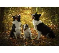 OZLHSP Puzzle 1500 Piezas Adultos Animales Cachorros de Border Collie 87x57cm