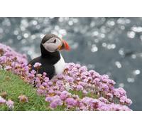 OZLHSP Puzzle 1500 Piezas Animal de callejón sin Salida 87x57cm