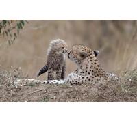 OZLHSP Puzzle 3D 500 Piezas guepardos 52x38cm