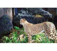 OZLHSP Puzzle 3D 500 Piezas Guepardos Animales Grandes 52x38cm