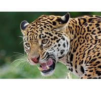 OZLHSP Puzzle 3D Adultos 1000 Piezas Jaguares Grandes Felinos Animales 75x50cm