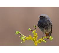 OZLHSP Puzzle 3D Juego 500 Piezas Colirrojo tizón, Phoenicurus ochruros Animal 52x38cm