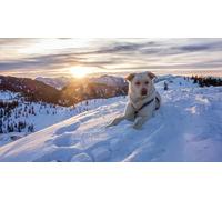 OZLHSP Puzzle 3D Puzzles 500 Piezas Alpes Austria Sol 52x38cm