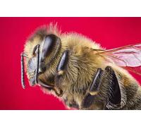 OZLHSP Puzzle 500 Abejas Animales 52x38cm