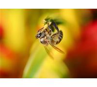 OZLHSP Puzzle 500 Piezas Abejas Insectos Animales 52x38cm