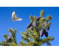 OZLHSP Puzzle 500 Piezas Adultos Animales de Paloma 52x38cm