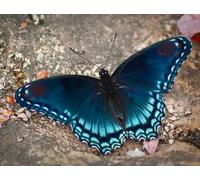 OZLHSP Puzzle 500 Piezas Adultos Animales Insectos Mariposas 52x38cm
