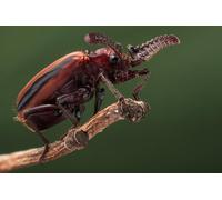 OZLHSP Puzzle 500 Piezas Adultos Escarabajos Insectos Animales 52x38cm