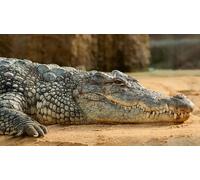 OZLHSP Puzzle 500 Piezas Animales cocodrilos 52x38cm