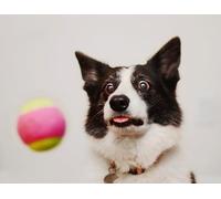 OZLHSP Puzzle 500 Piezas Animales de Border Collie 52x38cm