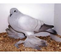 OZLHSP Puzzle 500 Piezas Animales de Paloma 52x38cm