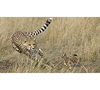 OZLHSP Puzzle 500 Piezas Animales guepardos 52x38cm