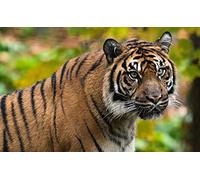 OZLHSP Puzzle 500 Piezas Animales Tigres 52x38cm