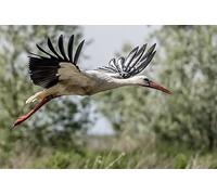 OZLHSP Puzzle 500 Piezas Cigüeñas Animales 52x38cm