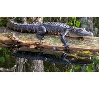 OZLHSP Puzzle 500 Piezas Cocodrilo Caimán Animal 52x38cm