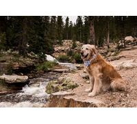 OZLHSP Puzzle 500 Piezas Golden Retriever Brook Animals 52x38cm