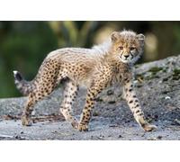 OZLHSP Puzzle 500 Piezas guepardos 52x38cm