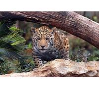 OZLHSP Puzzle 500 Piezas Jaguares Grandes Felinos Animales 52x38cm