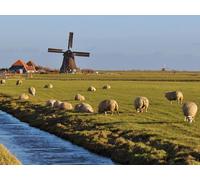 OZLHSP Puzzle 500 Piezas niños Canal de Agua del Molino de Viento Campos Estanque 52x38cm