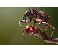 OZLHSP Puzzle 500 Piezas niños Escarabajos Insectos Gorgojos Animales 52x38cm