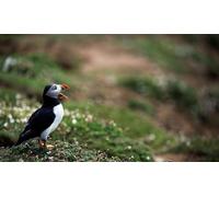 OZLHSP Puzzle 500 Piezas paisajes Animal de callejón sin Salida 52x38cm