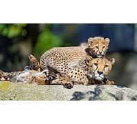 OZLHSP Puzzle 500 Piezas paisajes guepardos 52x38cm