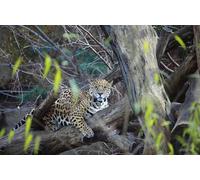 OZLHSP Puzzle 500 Piezas Puzzle 500 Pieza Jaguares Grandes Animales 52x38cm