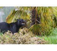 OZLHSP Puzzle 9 años Puzzle 1500 Piezas Jaguares Grandes Felinos Animales 87x57cm