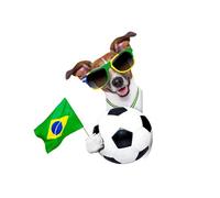 OZLHSP Puzzle 9 años Puzzle 500 Piezas Animales Brasil Mundo 52x38cm