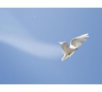 OZLHSP Puzzle 9 años Puzzle 500 Piezas Animales de Paloma 52x38cm