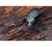 OZLHSP Puzzle Adulto Puzzle 500 Piezas Escarabajos Insectos Animales 52x38cm