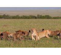 OZLHSP Puzzle Adulto Puzzle 500 Piezas Leones Hienas Animales 52x38cm