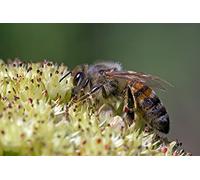 OZLHSP Puzzle Adultos 500 Piezas Abejas Insectos Animales 52x38cm